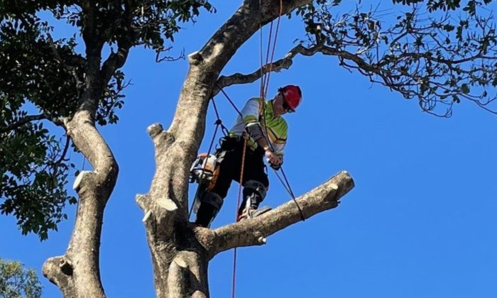 tree lopping logan city by Treepeeps tree lopping logan city