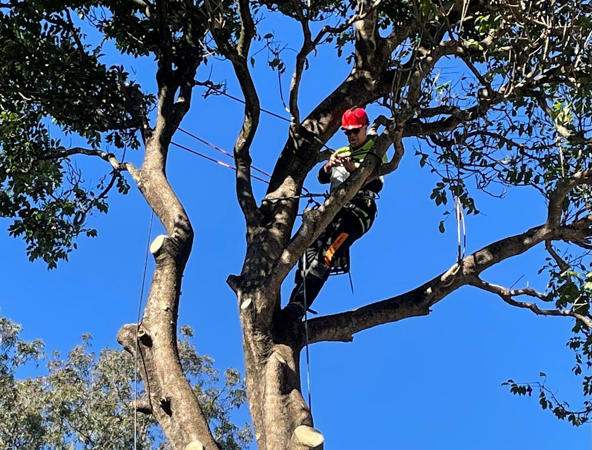 Tree Lopping Logan City