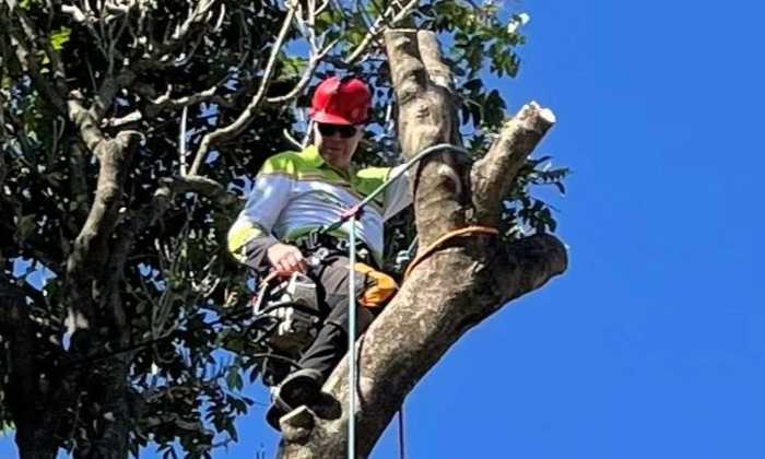 Tree Removal Newstead