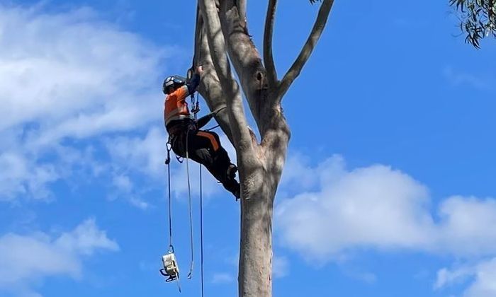 Tree lopping algester