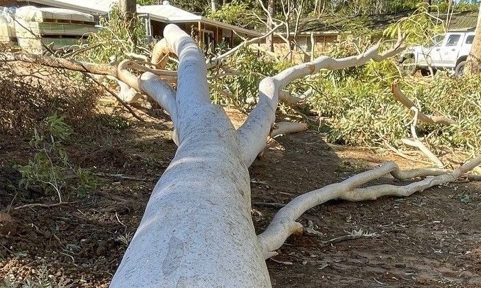 after hours tree removal algester
