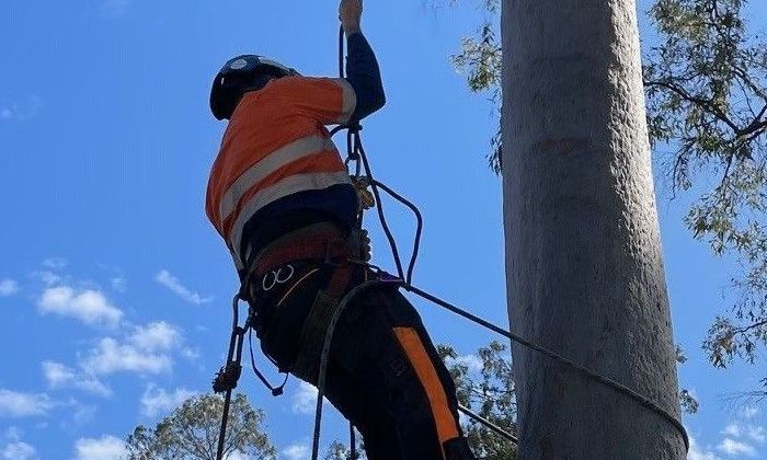 Tree Removal Wynnum