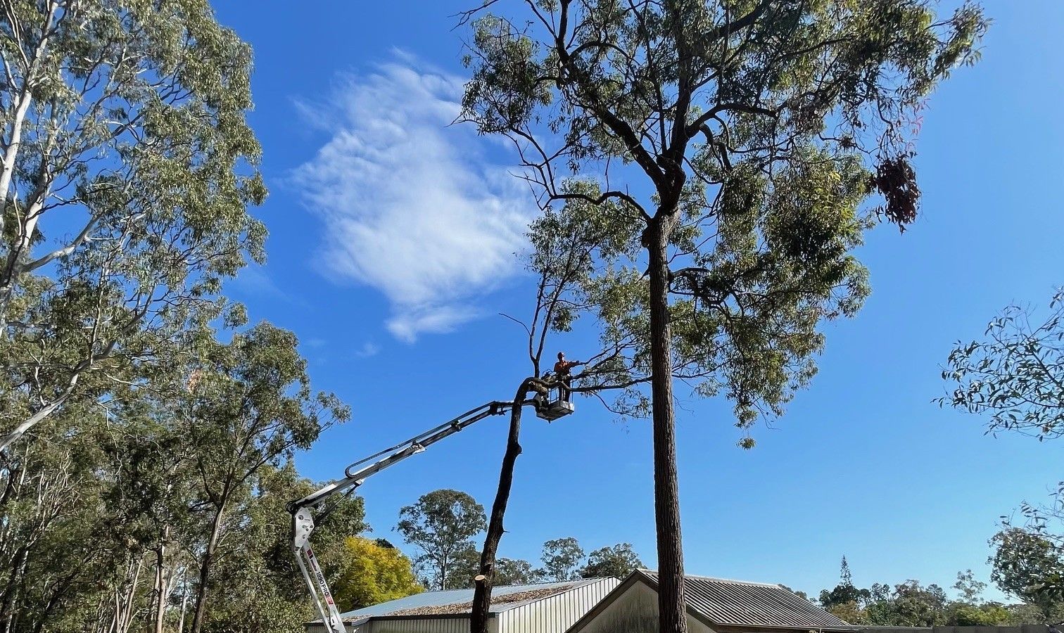 Tree Removal albion