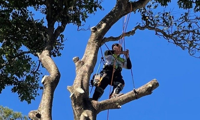 Tree Removal Bardon
