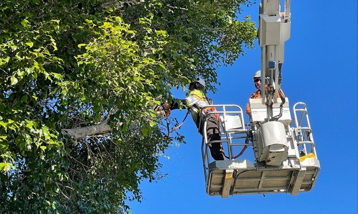 Tree Trimming Services Gold Coast