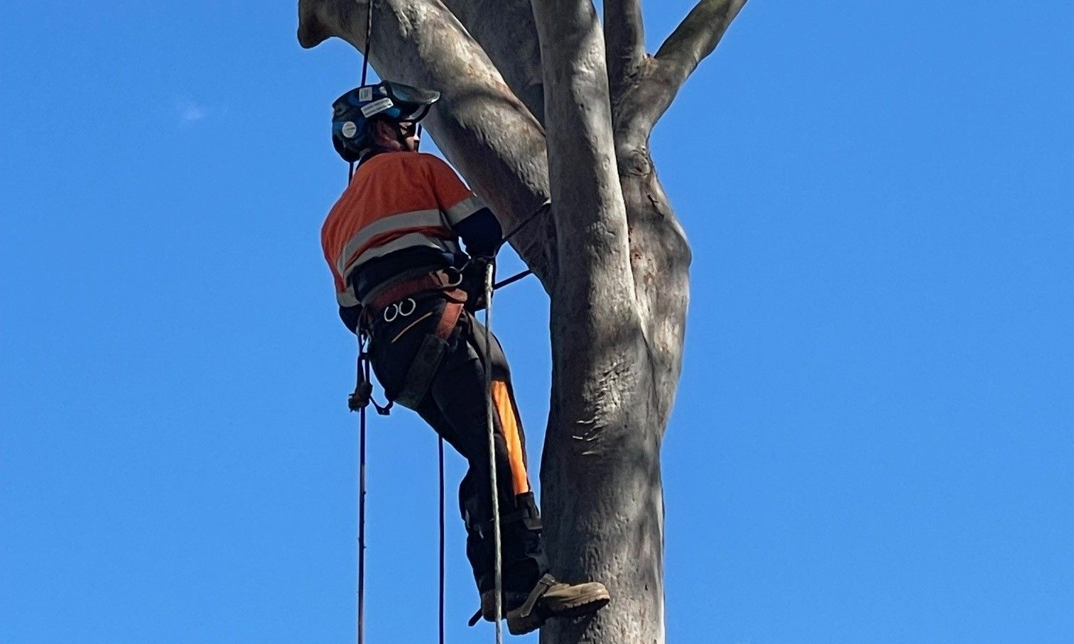Tree Removal Burpengary