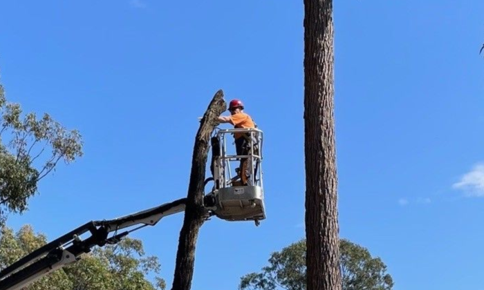 Certified arborist performing safe tree removal in Greenbank