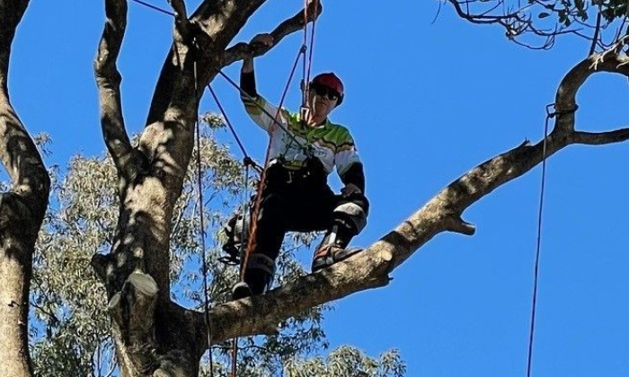 Tree Removal Jimboomba