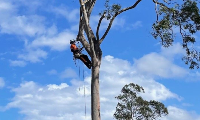 Tree Removal Nathan