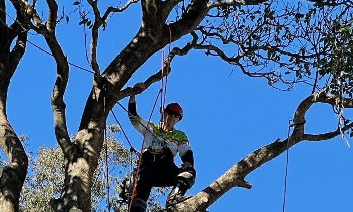 Tree Trimming Newstead