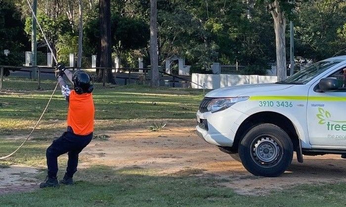 Tree Removal Acacia Ridge