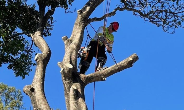 Tree Removal springwood