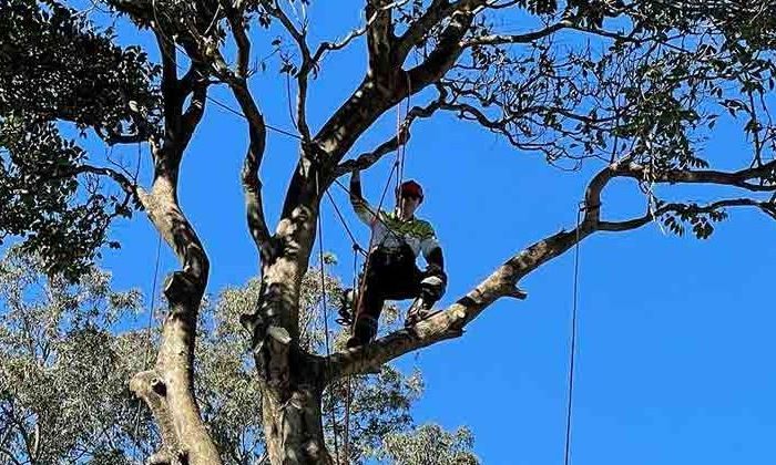 Tree Removal Gold Coast