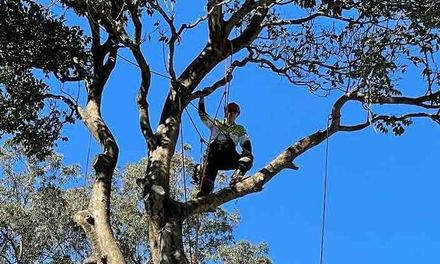 Tree specialist climbing a tree and removing branches