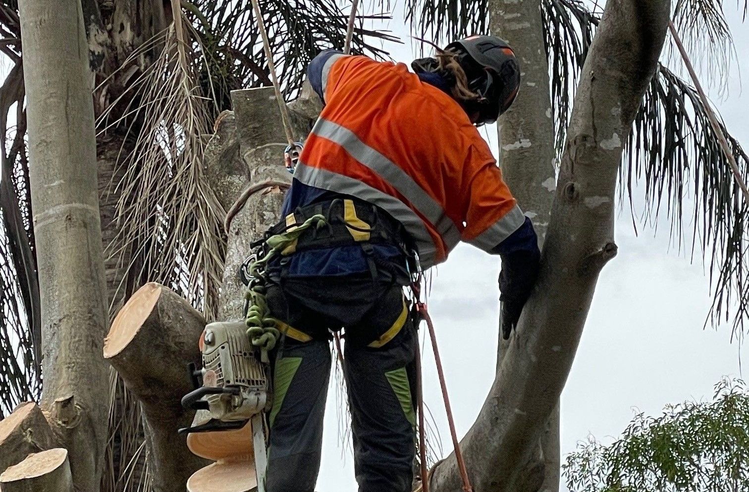Tree Trimming 