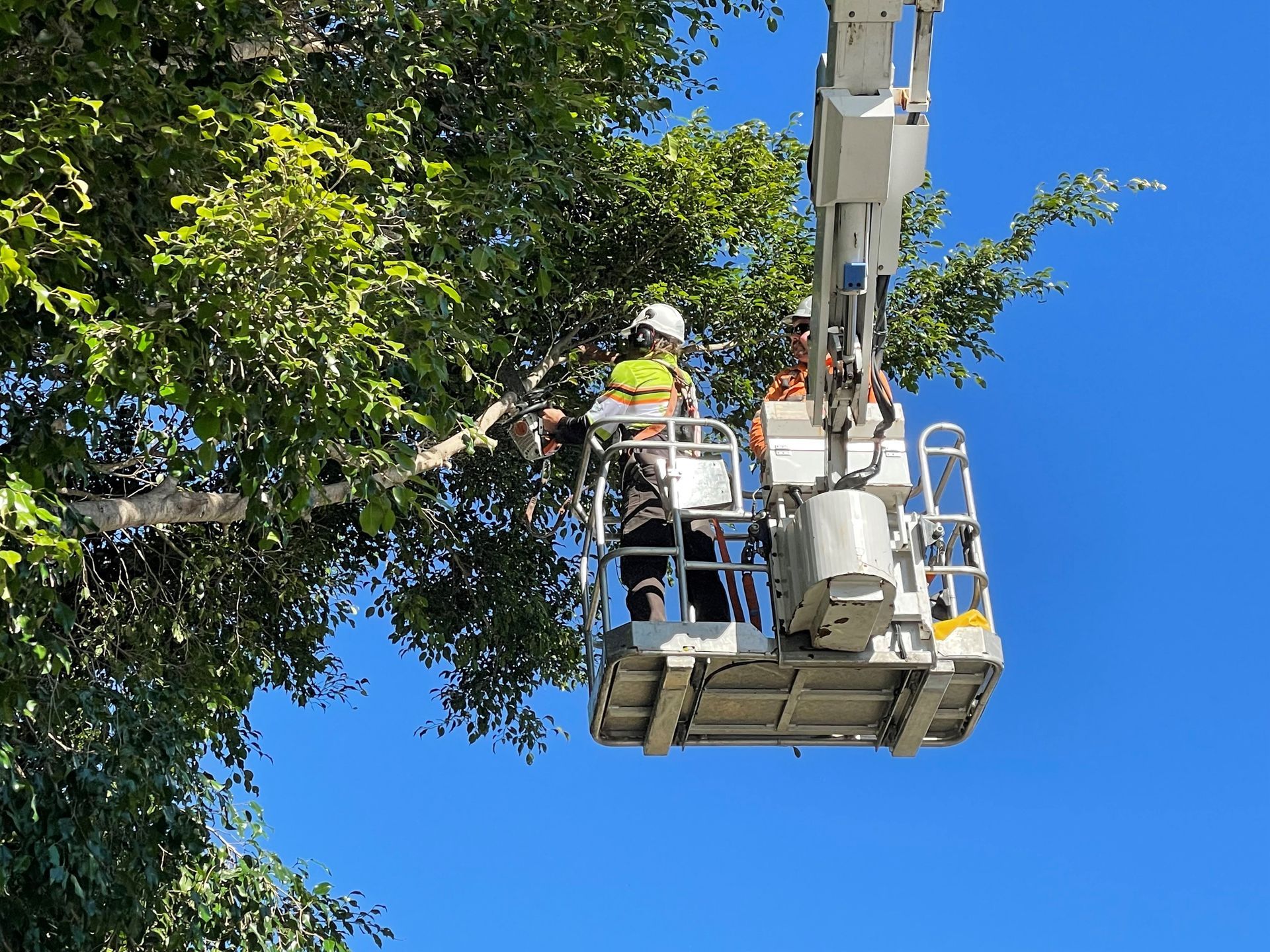 tree trimming and pruning