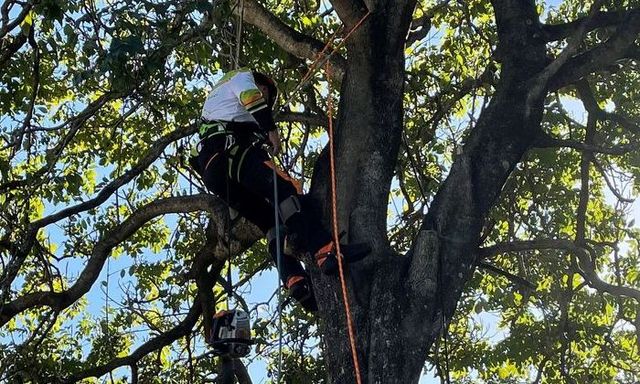 Professional on sale tree loppers