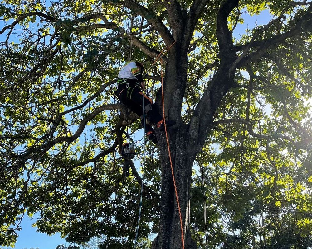 Ipswich tree loppers