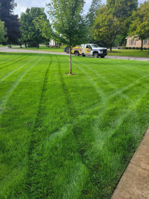 Custom Lawn Care Treated 3