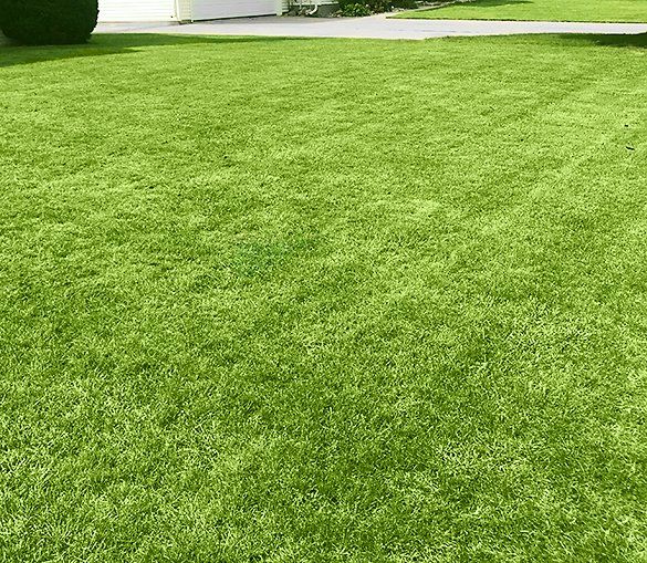 Lawn After Custom Personalized Lawn Care Treatment