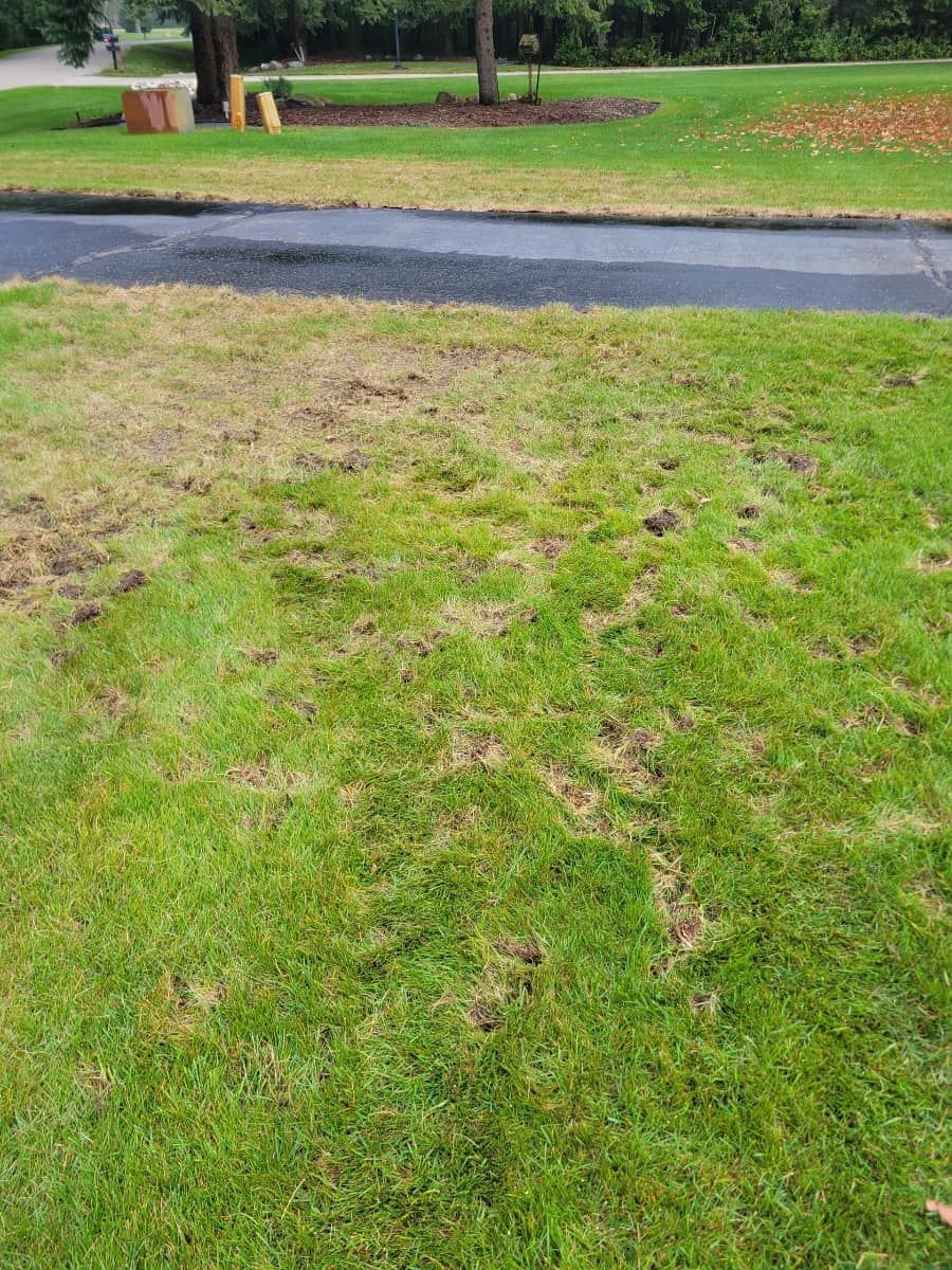 grub damage on lawn pic 1