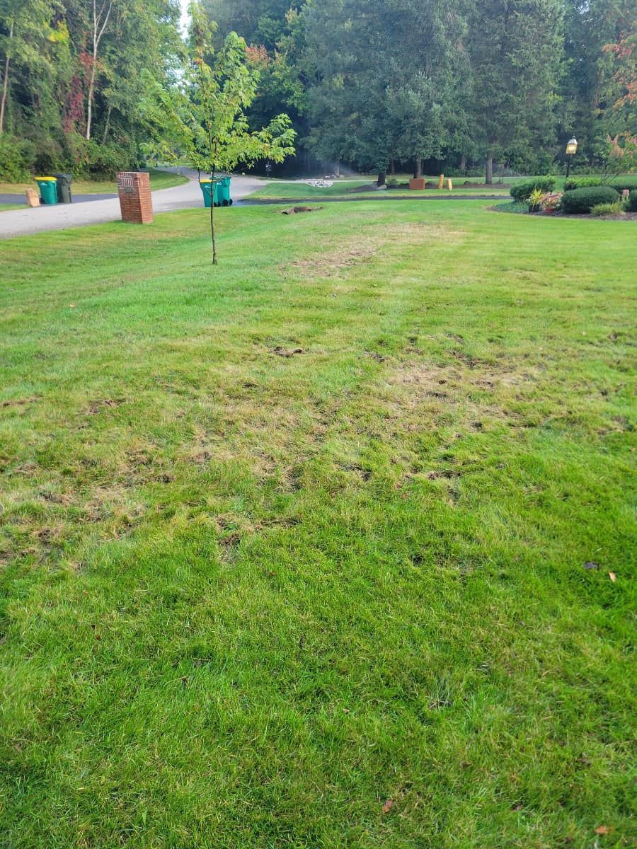 Grub Lawn Damage 2