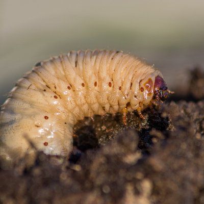 Grub Worm