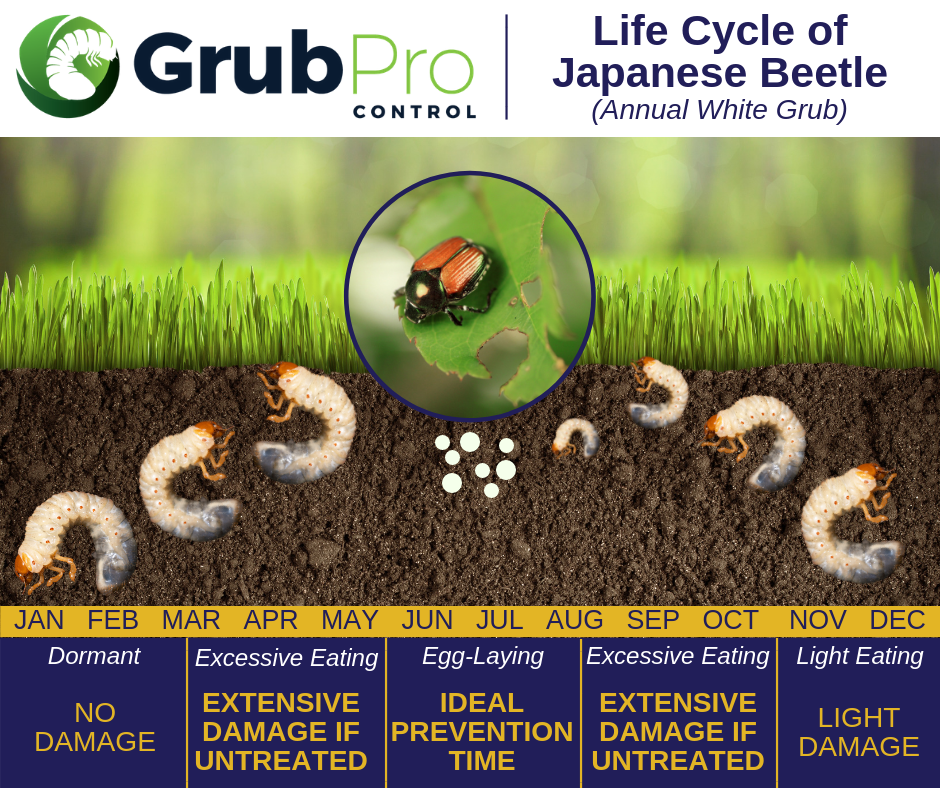 Grub Life Cycle