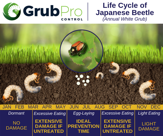 White Grub life cycle and how to control them