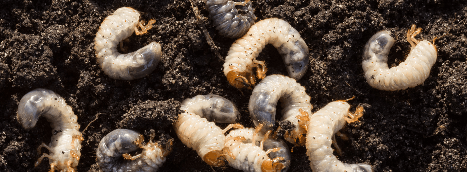 Grub Worms in dirt