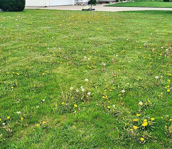 Lawn Before Custom Personalized Lawn Care Treatment