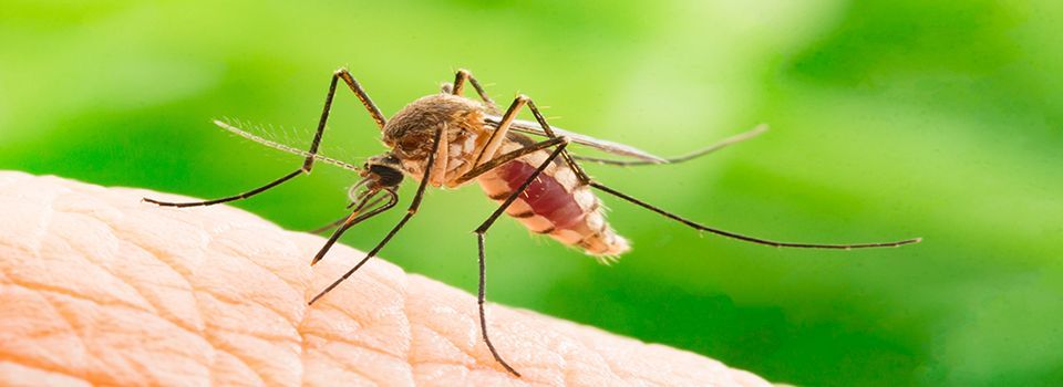 Mosquito Control Service
