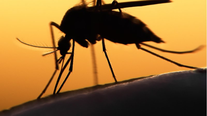 Mosquito Silhouette