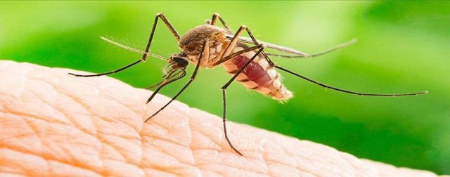 Commercial grade mosquito killer discount