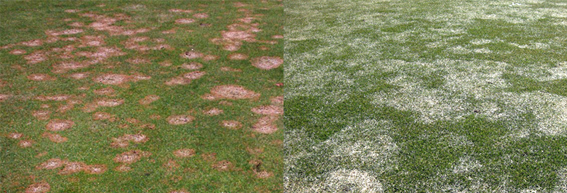 Pink and Gray Snow mold
