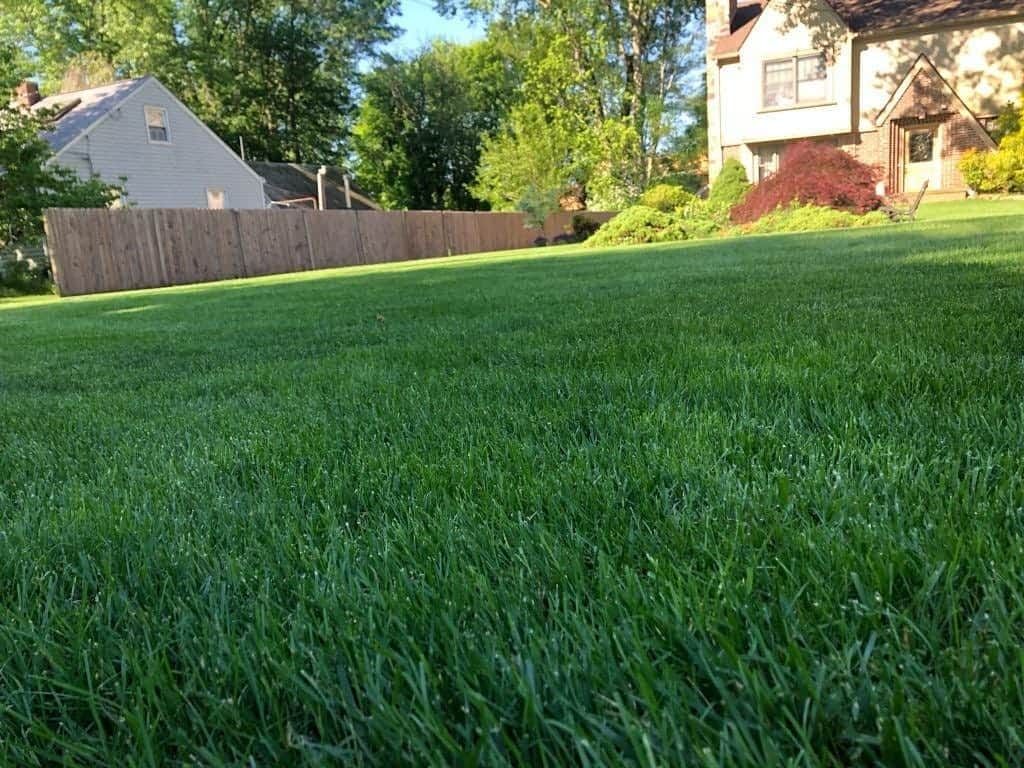 Lawn Weed Contrtol