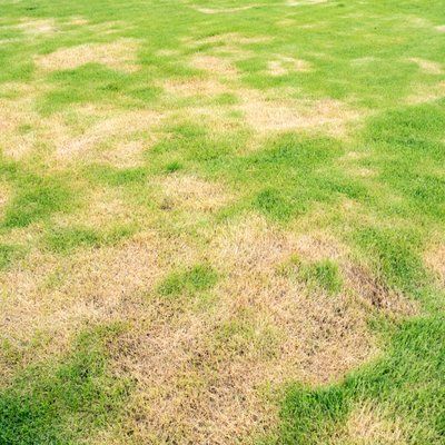 Brown Spots on Lawn