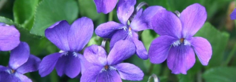 wild violets