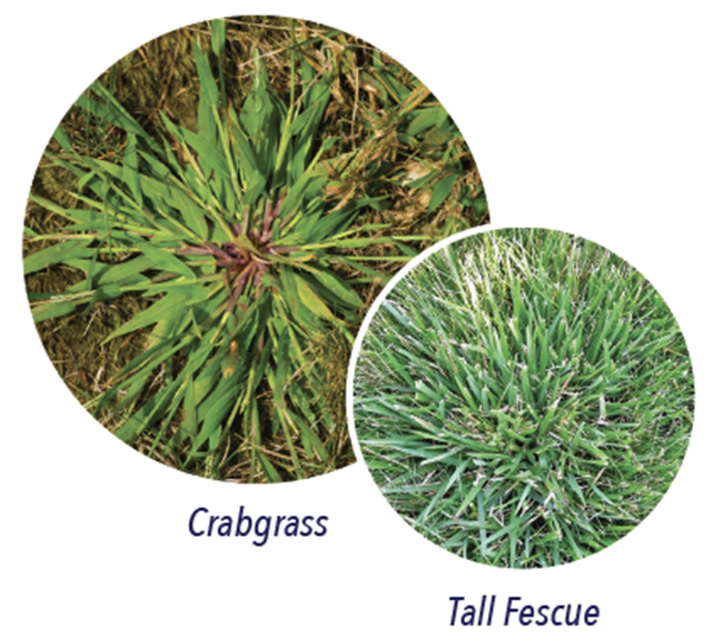 Crabgrass or Tall Fescue Comparison