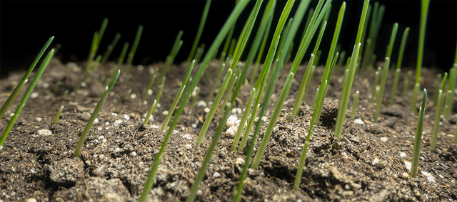 Getting It Right: Overseeding & Spot Seeding in Michigan