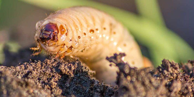 Grub Control Program