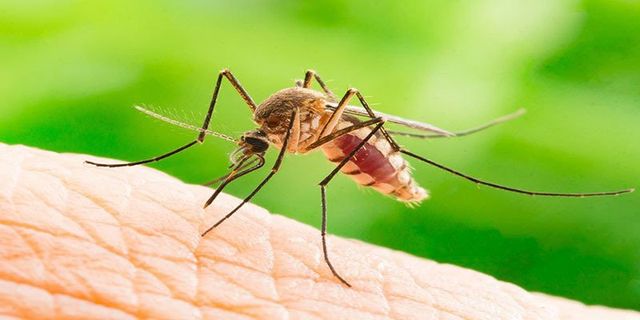 Mosquito control