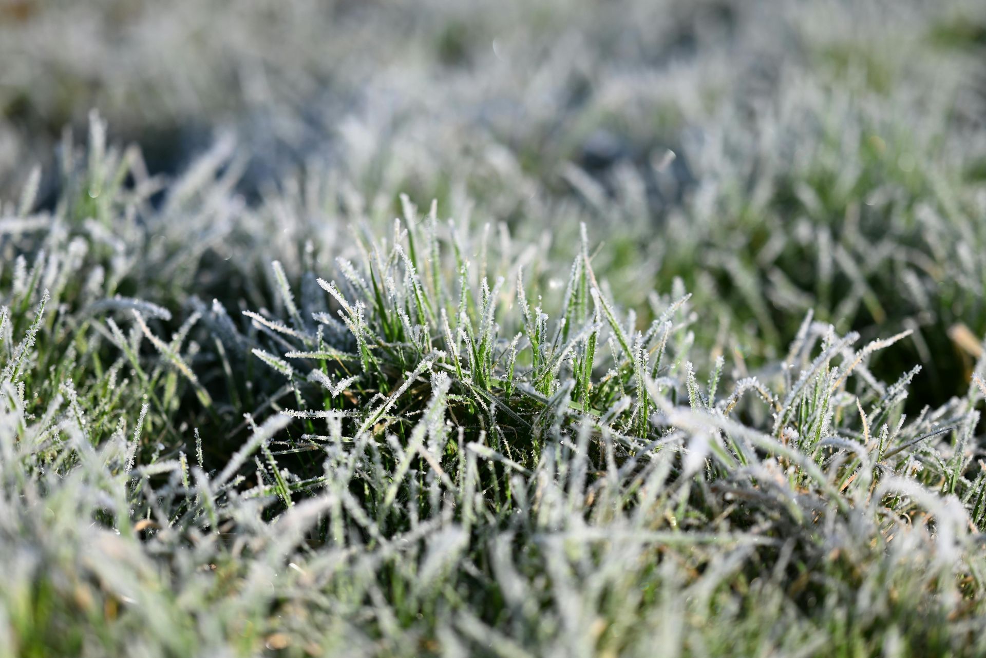 frost on grass