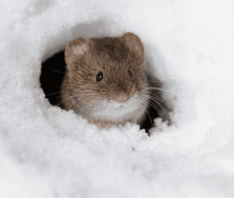 Winter Pest