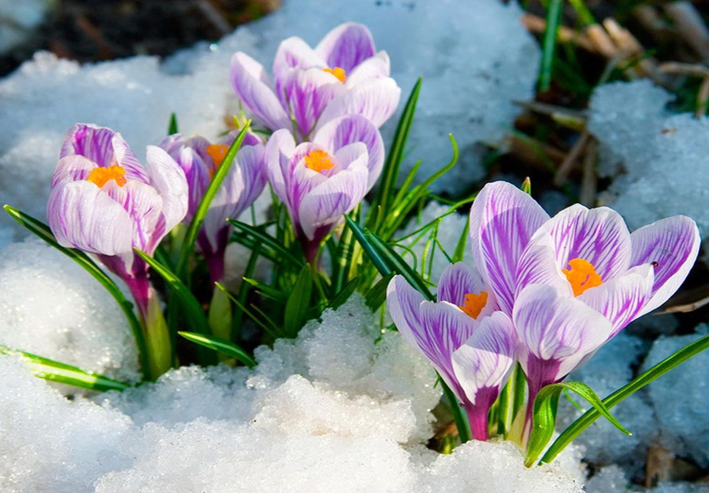 Beautiful Flowers — Fairborn, Ohio — Smith’s Lawn & Landscaping