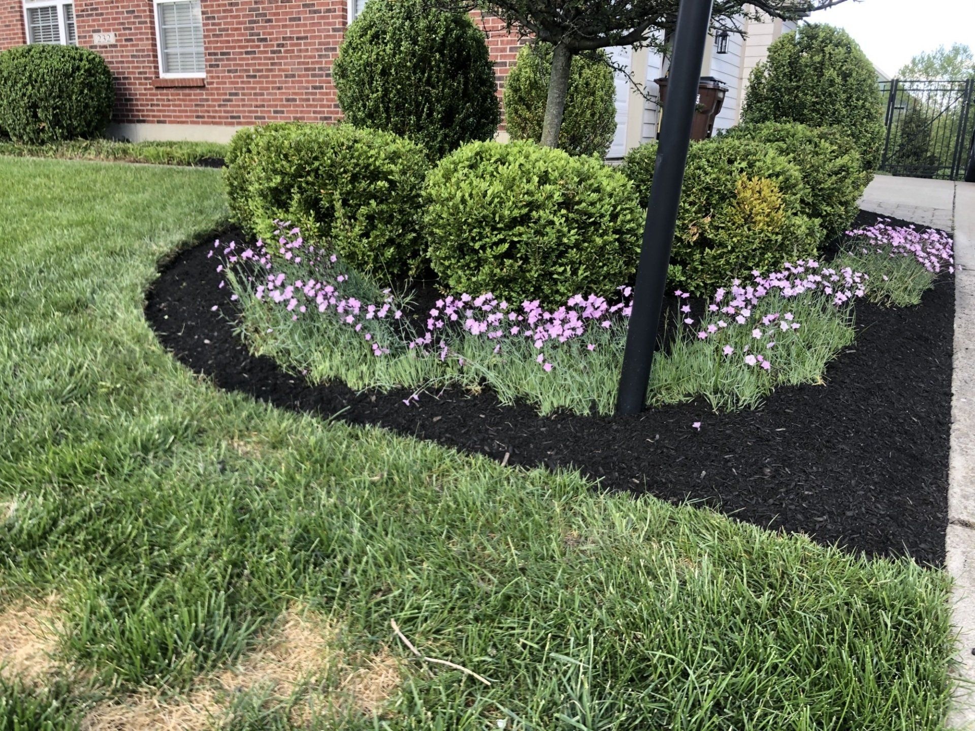 Boxwood Bushes with Purple Flowers — Fairborn, Ohio — Smith’s Lawn & Landscaping