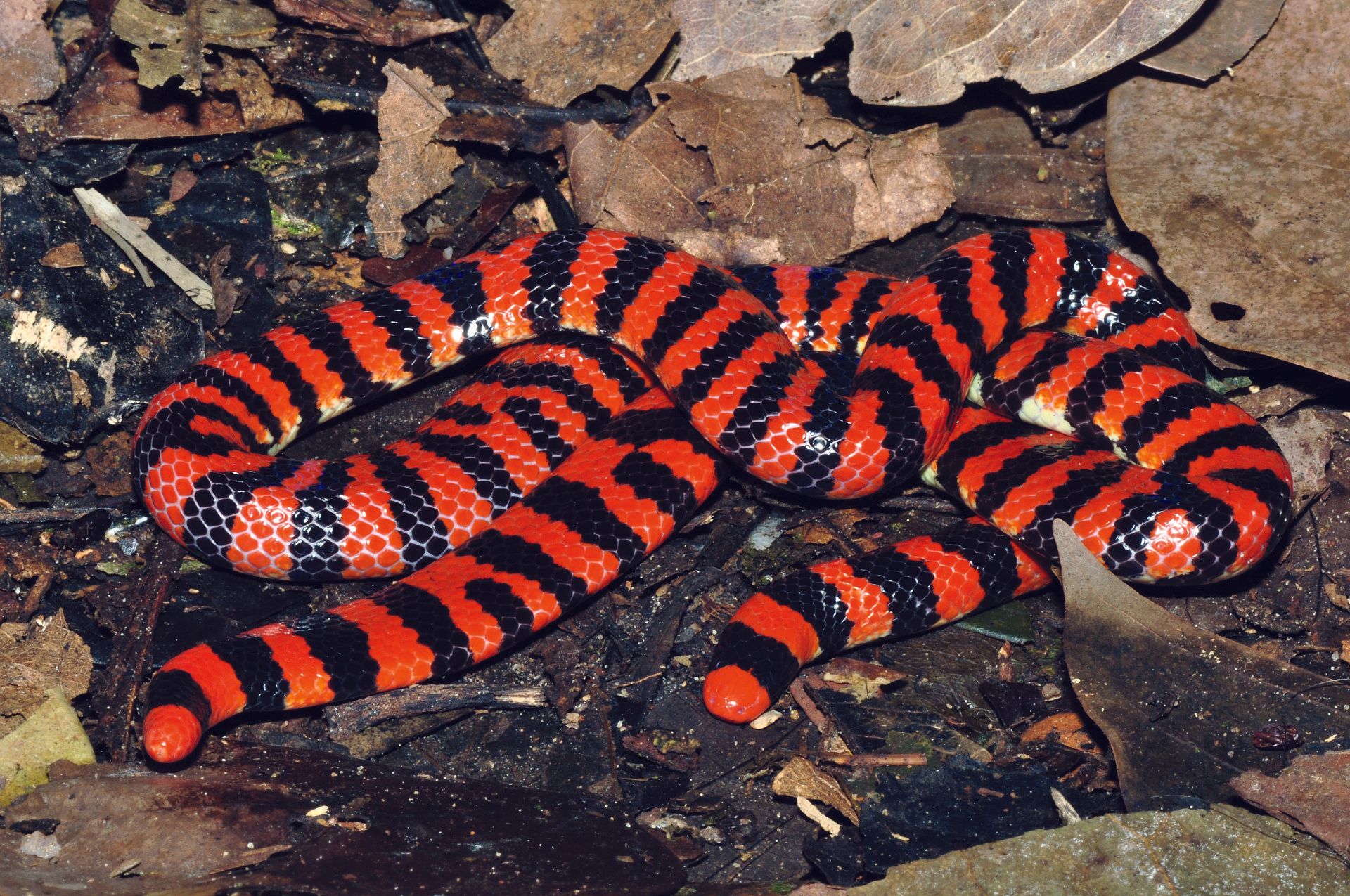 Eksemplar fra familien Aniliidae