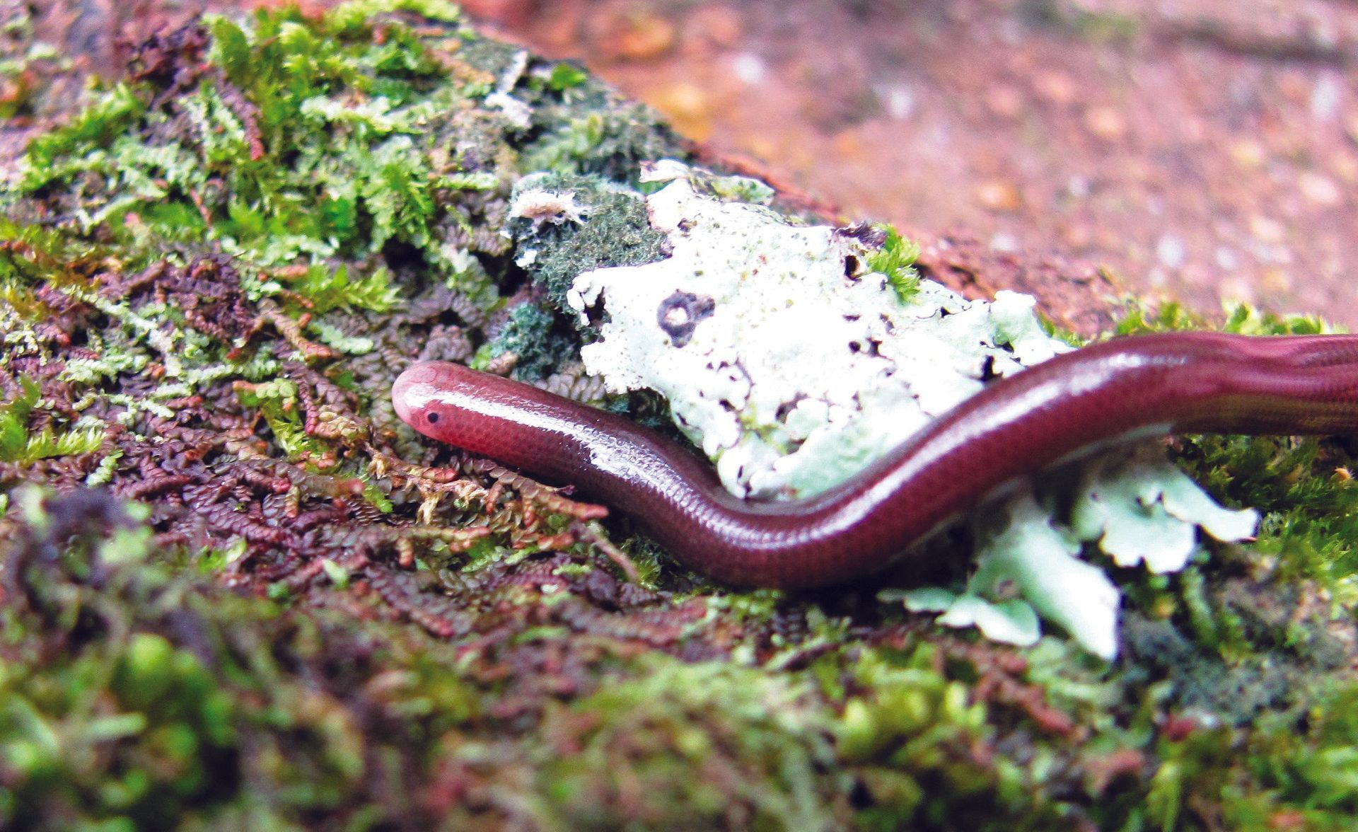 Copes ormeslange - Liotyphlops anops