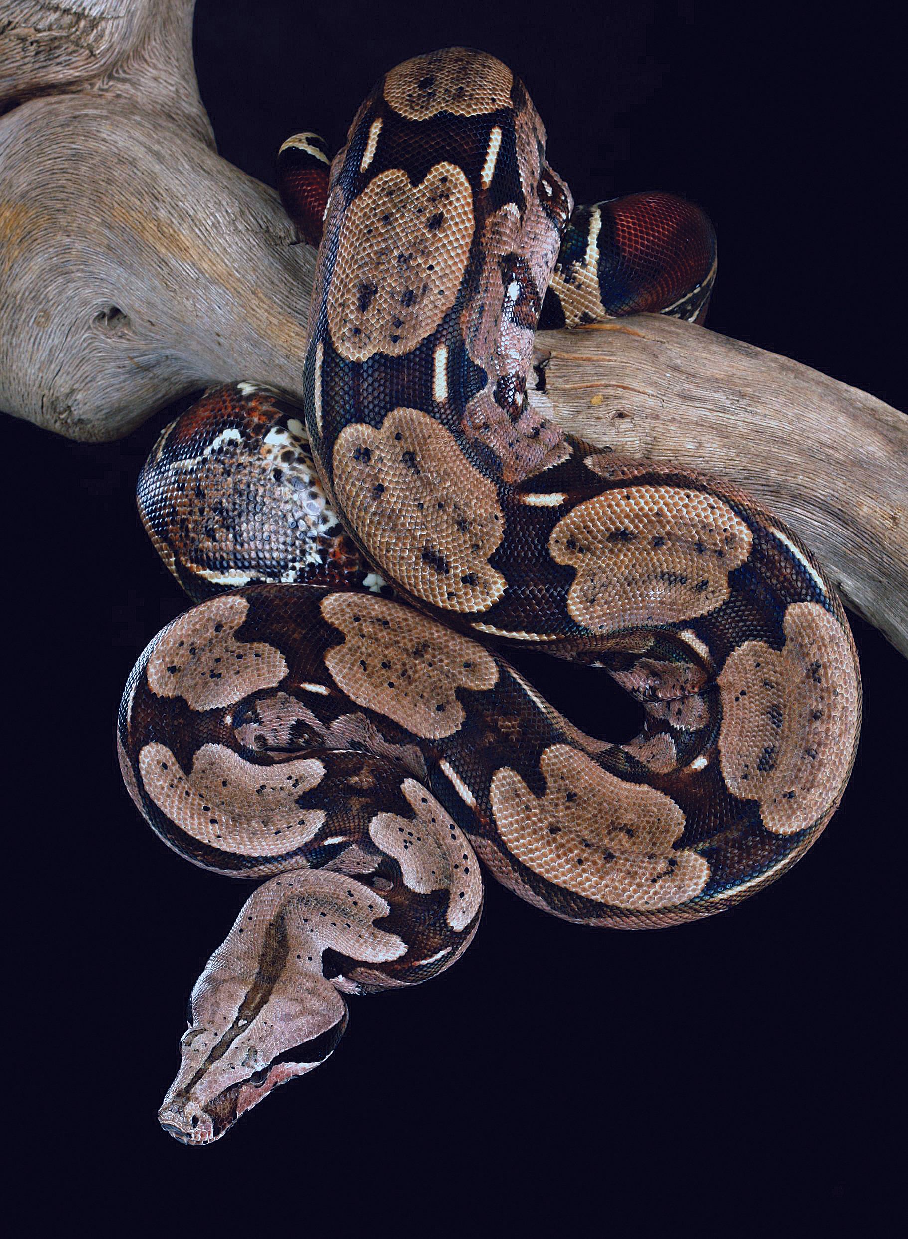 Kongeboa - Boa constrictor constrictor