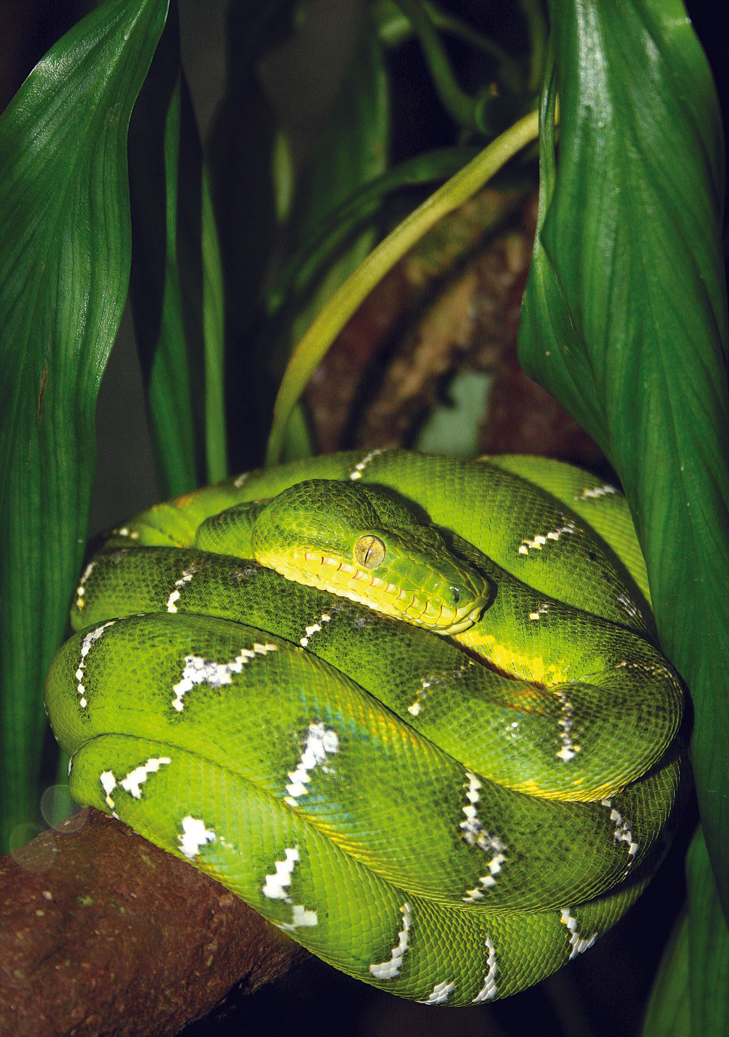 Smaragdboa - Corallus caninus